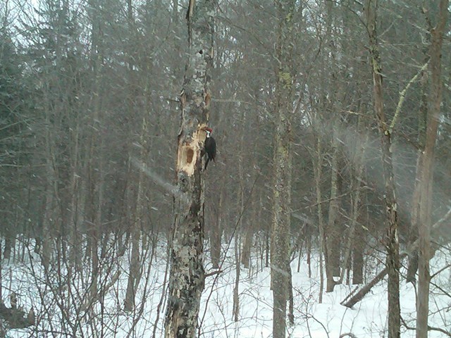 Pileated Woodpecker